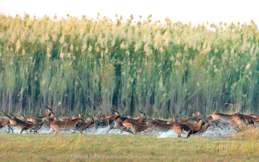 Wildlife image from a photo safari with edward selfe.