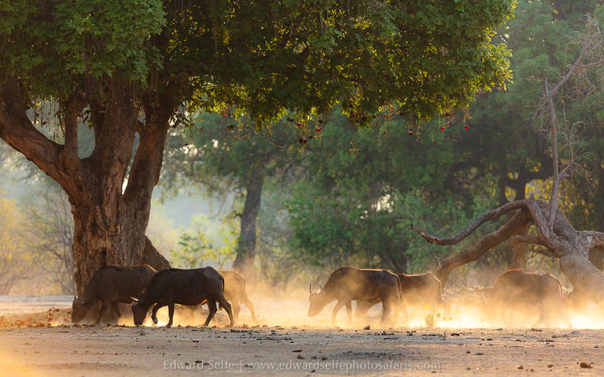 Wildlife image from photo safari with edward selfe safaris.