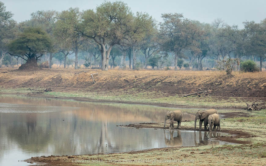 Elephants come to drink on photo safari with edward selfe in south luangwa national park.