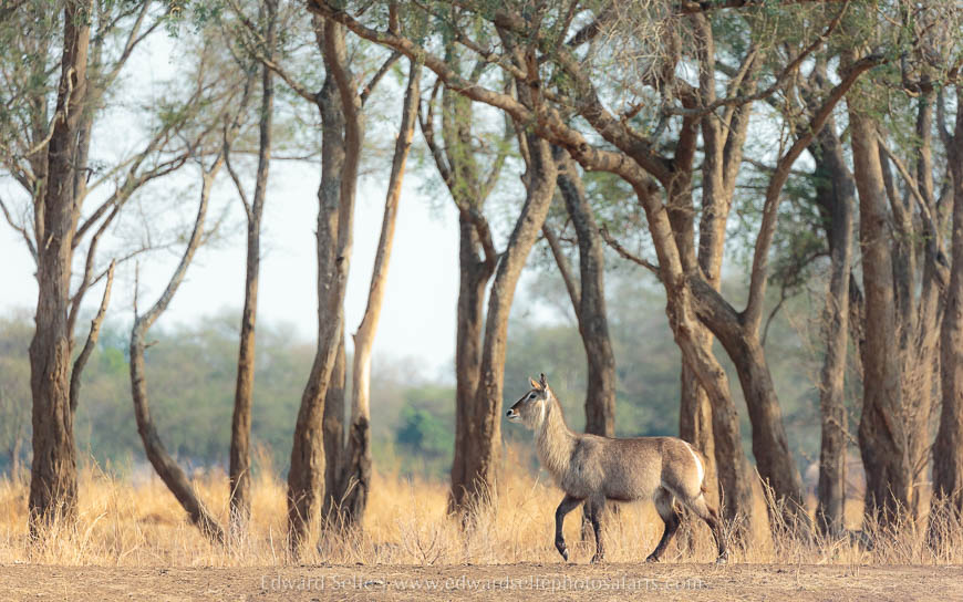 Wildlife image on photo safari with edward selfe in south luangwa national park.