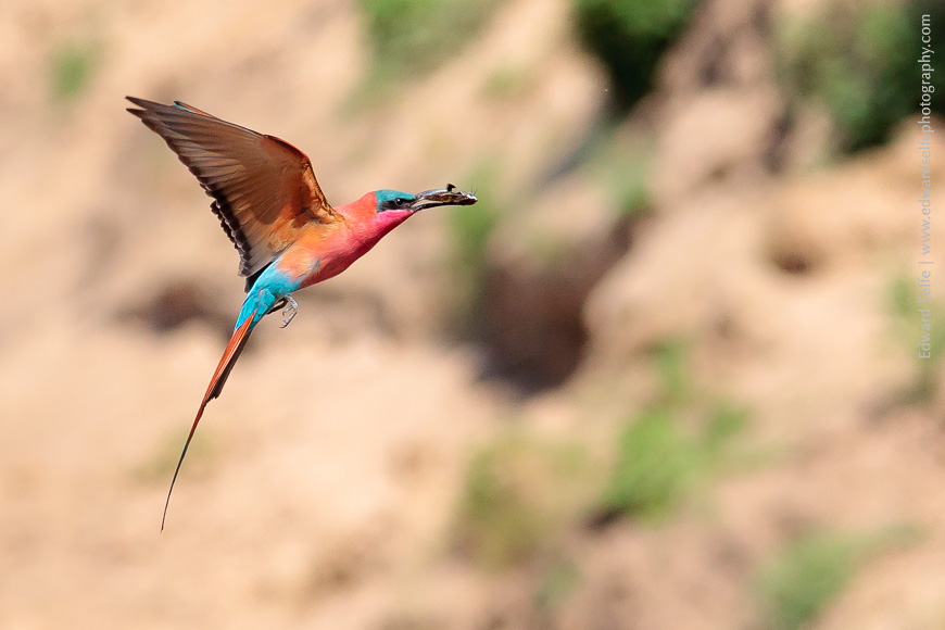 Southern Carmine Bee-eater approaching its nest hole in the banks of the Luangwa River in Zambia.