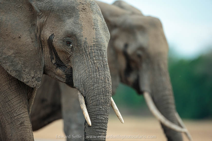 Wildlife image from photo safari with edward selfe in south luangwa national park.