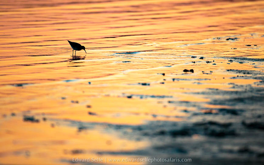 Wildlife image from photo safari with edward selfe.