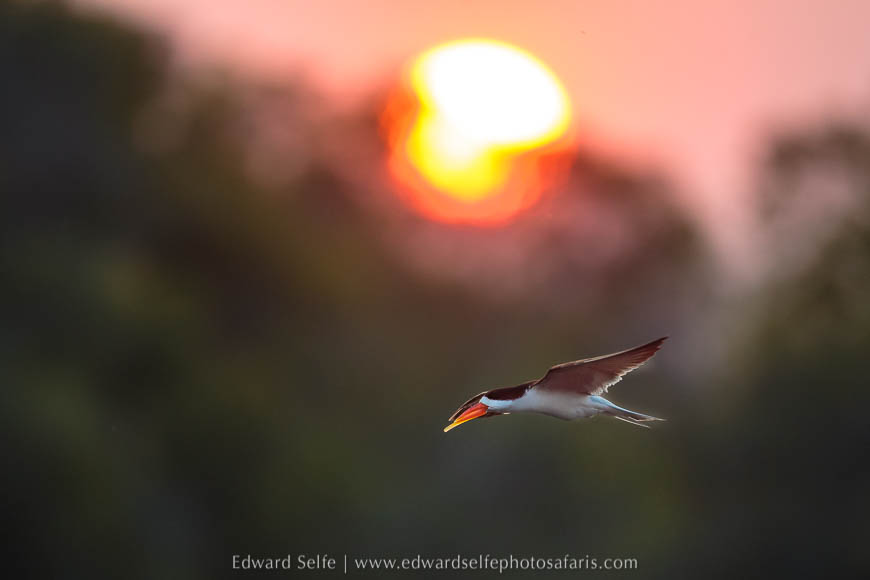 Wildlife image from a photo safari with edward selfe.