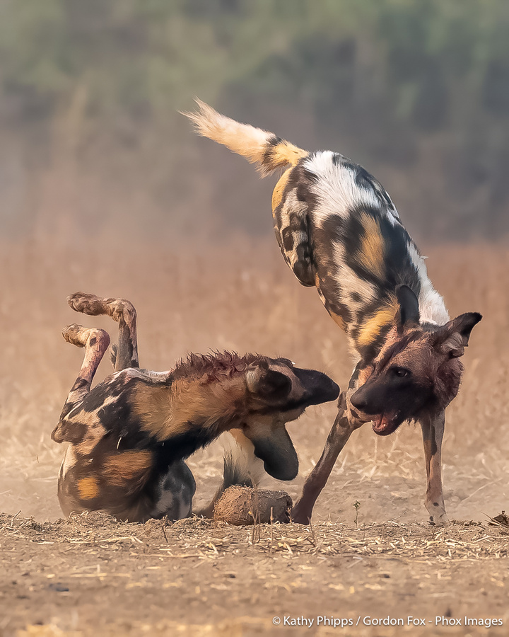 Image from pan-zambia photo safari by phox images