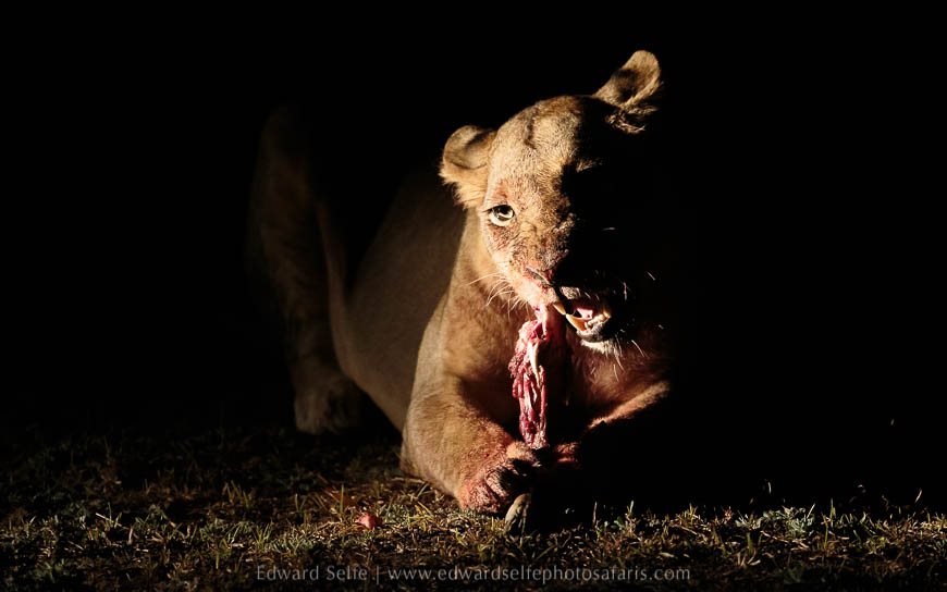 Wildlife image from photo safari with edward selfe in south luangwa national park.