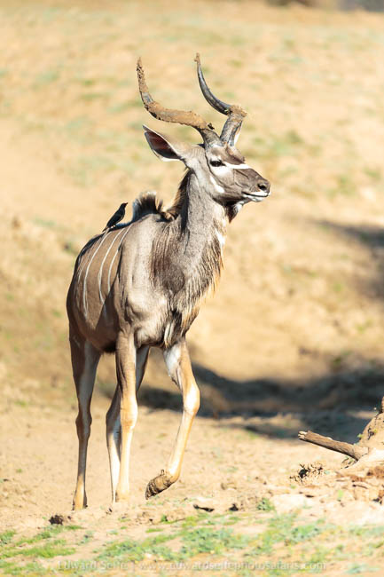 Wildlife image from a photo safari with edward selfe.