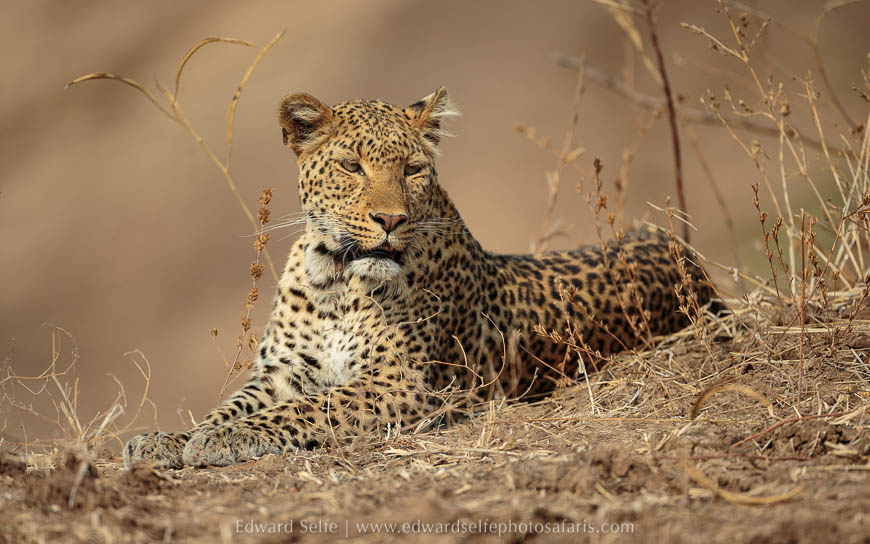 Wildlife image from photo safari with edward selfe in south luangwa national park.