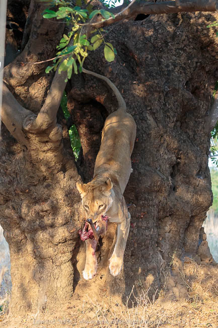 Wildlife image from a photo safari with edward selfe.
