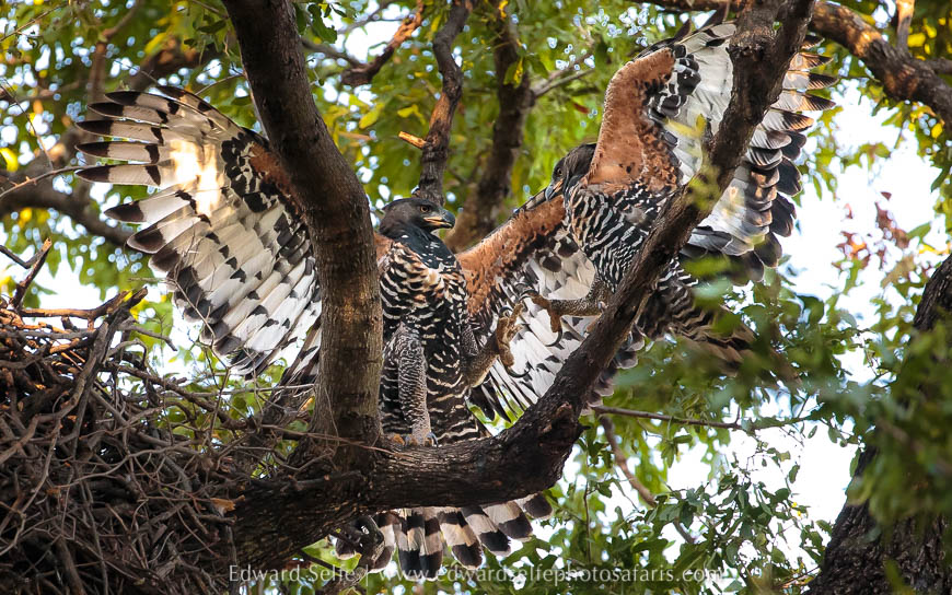 Wildlife image from photo safari with edward selfe.