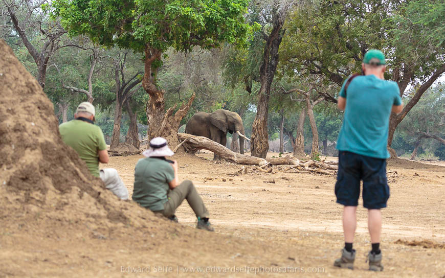 Wildlife image from photo safari with edward selfe safaris.