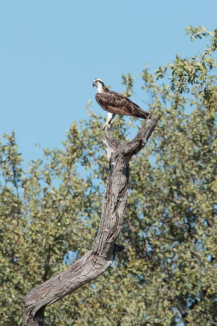 Wildlife image from photo safari with edward selfe.