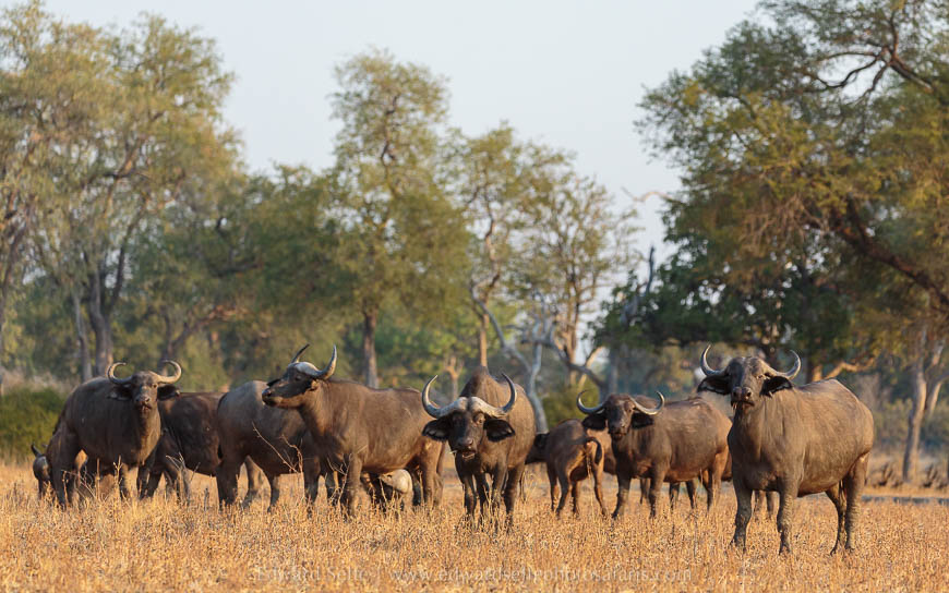 Wildlife image from photo safari with edward selfe in south luangwa national park.