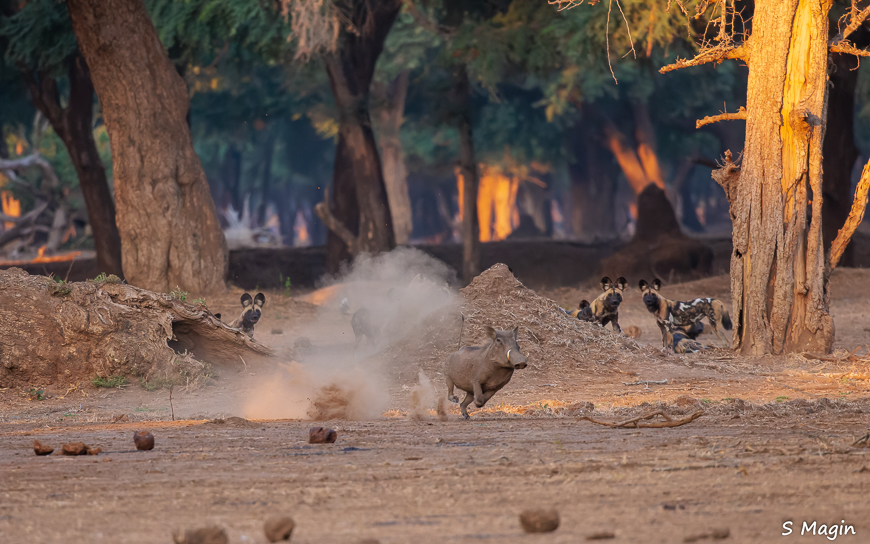 Wildlife image by Sharon Magin from photo safari in Zambia with Edward Selfe.