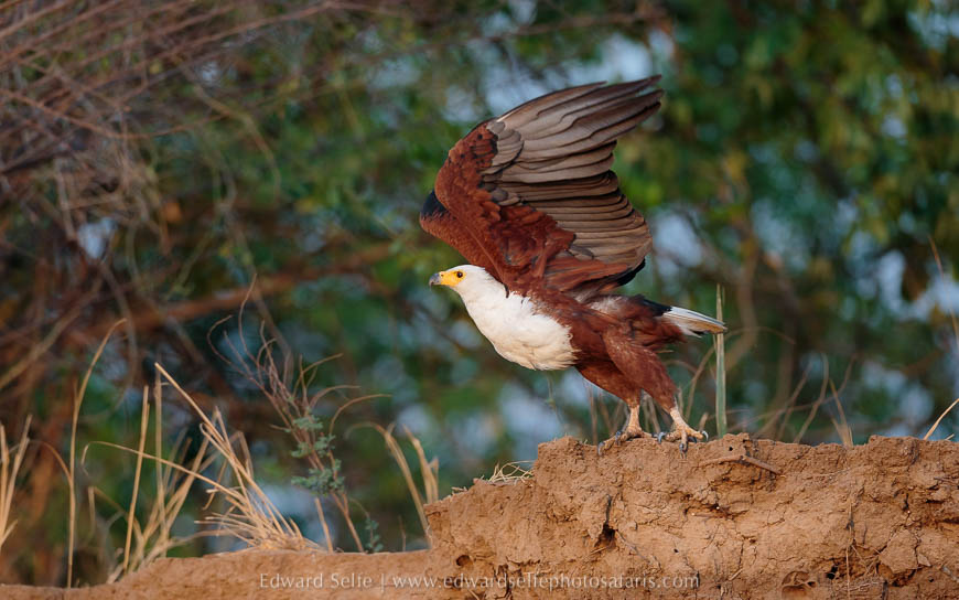 Wildlife image from photo safari with edward selfe in south luangwa national park.