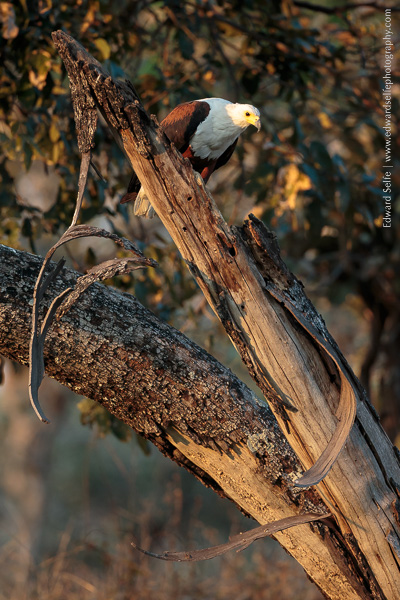 An African Fish Eagle watches intently for fish in the muddy water of a drying lagoon below.