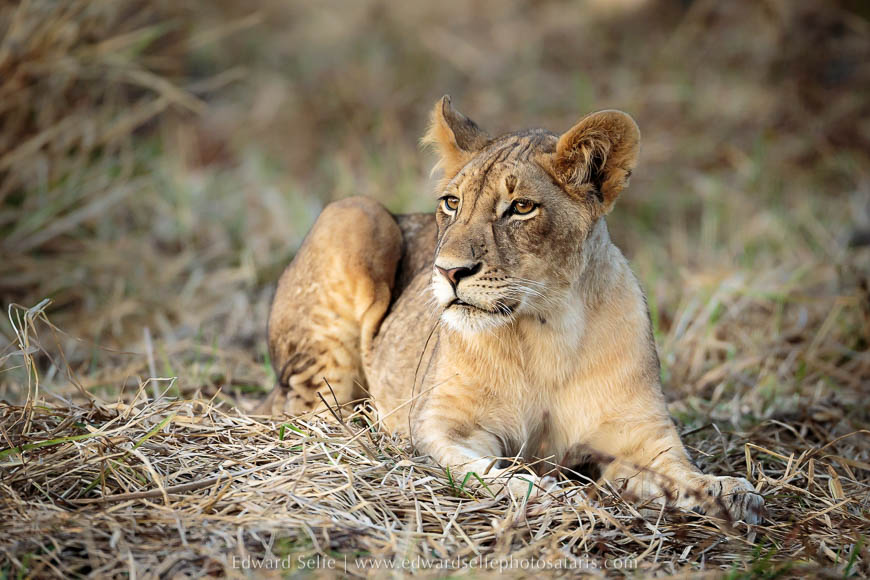 Wildlife image from a photo safari with edward selfe.