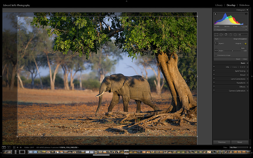 An elephant appears from underneath a Sausage tree in Nsefu Sector, South Luangwa.