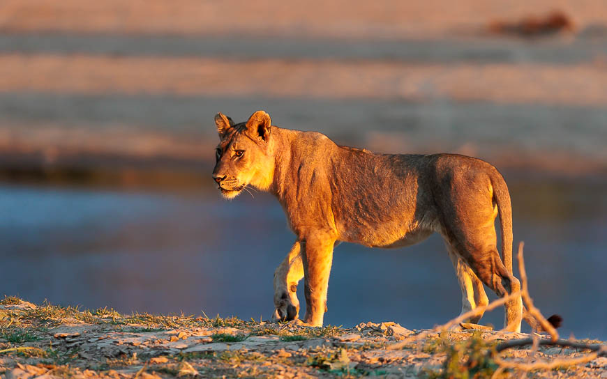 Images of wildlife from photo safari with edward selfe in zambia.