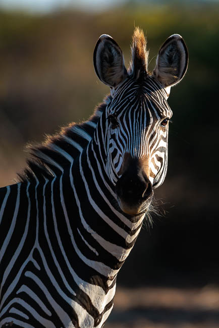Images of wildlife from photo safari with edward selfe in the south luangwa np.