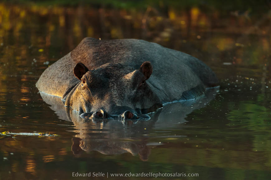 Wildlife image from a photo safari with edward selfe.