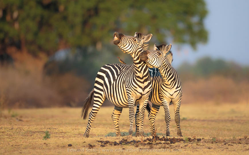 Wildlife image from photo safari with edward selfe in south luangwa national park.