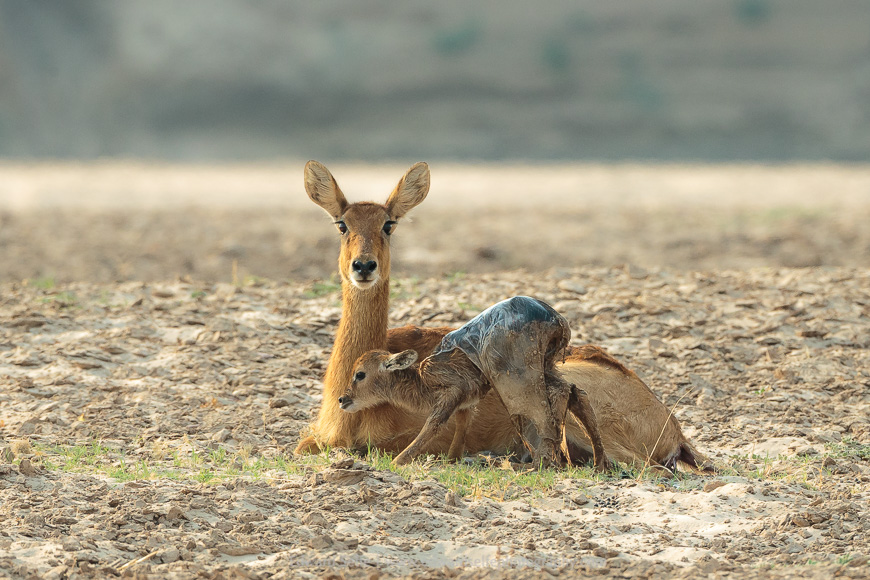 With death comes new life...in this case in the form of a brand new puku calf.