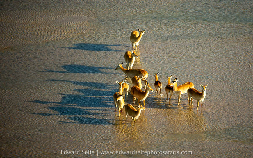 Wildlife image from photo safari with edward selfe.