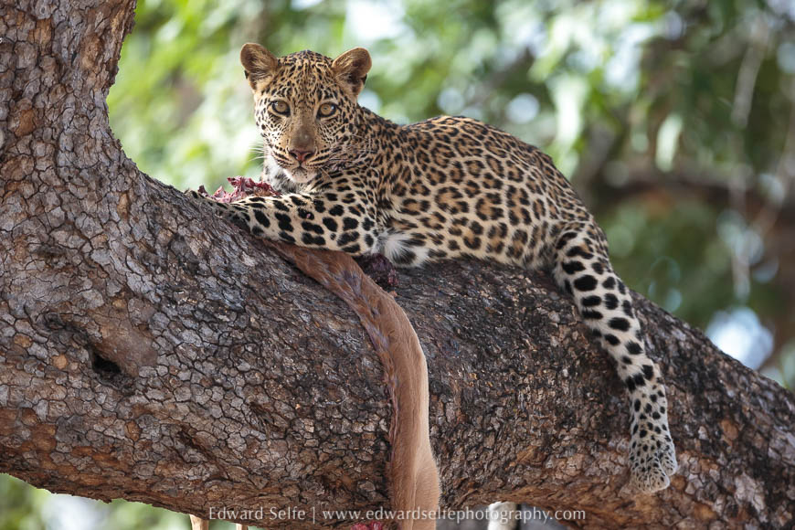 A young leopard feeds on a carcass in rain tree photo safari south luangwa national park.