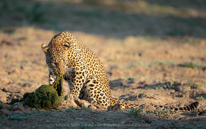 Wildlife image from photo safari with edward selfe in south luangwa national park.