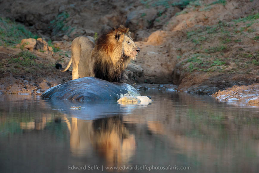 Wildlife image from photo safari with edward selfe in south luangwa national park.