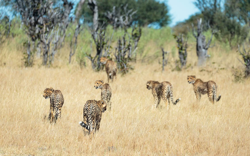 Images of wildlife from photo safari with edward selfe