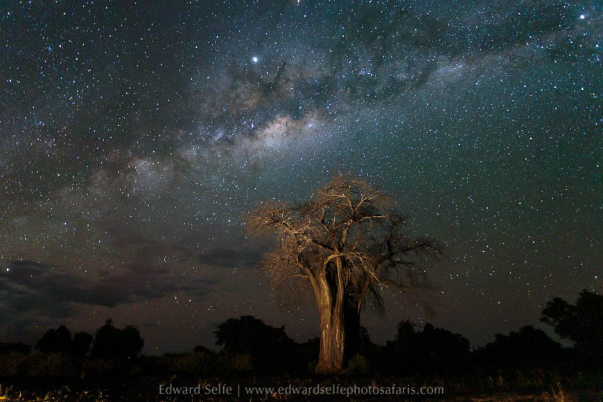 Wildlife image from photo safari with edward selfe in south luangwa national park.
