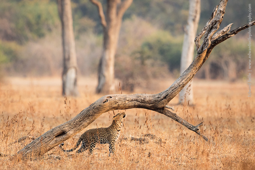 A leopard scents a fallen tree where another leopard has left a scent mark, in South Luangwa National Park.