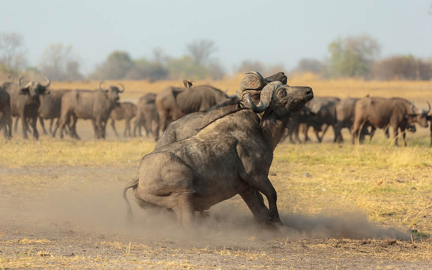 Wildlife image from photo safari with edward selfe in south luangwa national park.