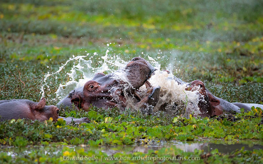 Wildlife image from photo safari with edward selfe.