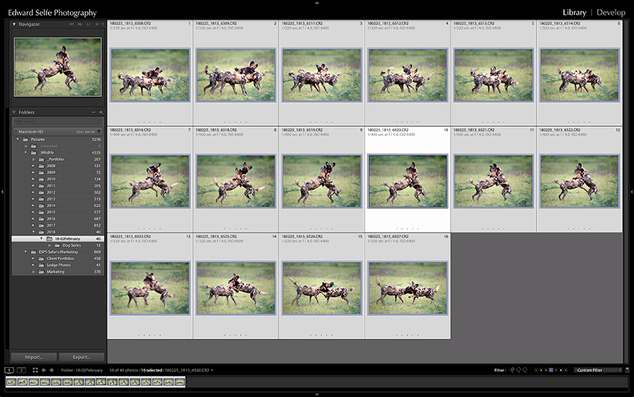 A series of photos taken of a group of wild dogs playing in South Luangwa National Park