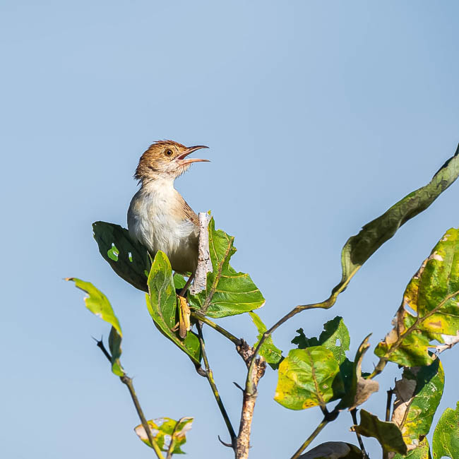 Wildlife image from South Luangwa by Mike White