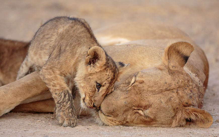 Wildlife image from photo safari with edward selfe in south luangwa national park.