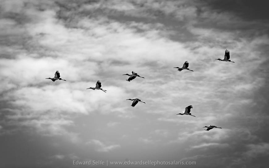 Wildlife image from photo safari with edward selfe.