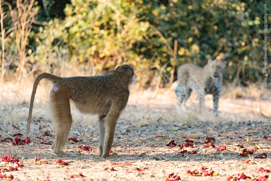 After being repelled by large baboons, a leopard retreats to the safety of some nearby thickets.