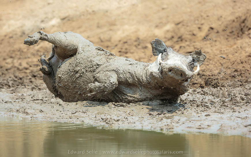 Wildlife image from photo safari with edward selfe in south luangwa national park.