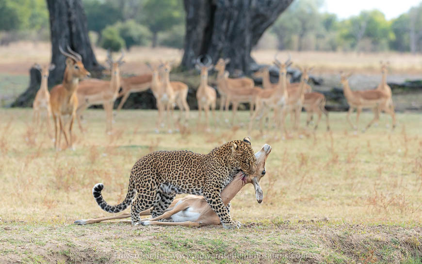 Leopard kill with antelope watching on photo safari in south luangwa national park.