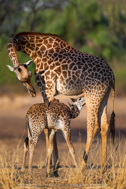 Wildlife image from photo safari with edward selfe in south luangwa national park.