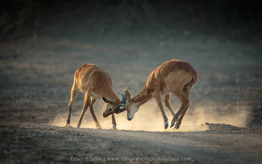 Young pukus sparring on photo safari with edward selfe in south luangwa national park.