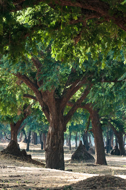 Images of wildlife from photo safari with edward selfe in zambia.