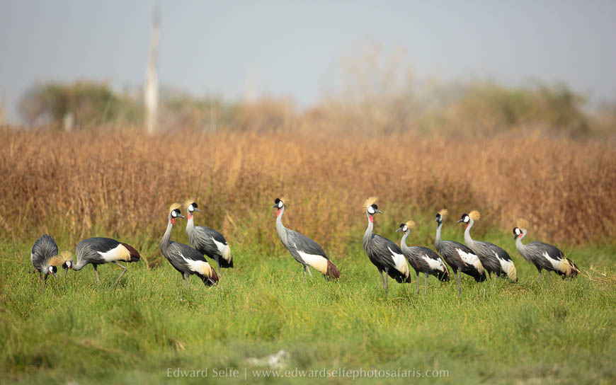 Wildlife image from photo safari with edward selfe in south luangwa national park.