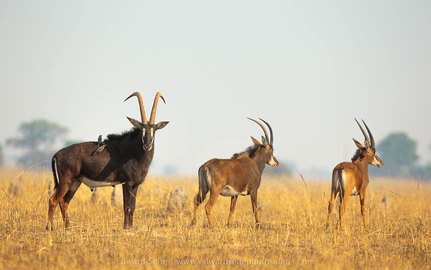 Wildlife image from photo safari with edward selfe safaris.