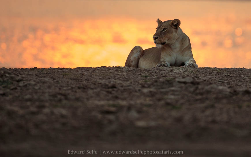 Wildlife image from photo safari with edward selfe in south luangwa national park.