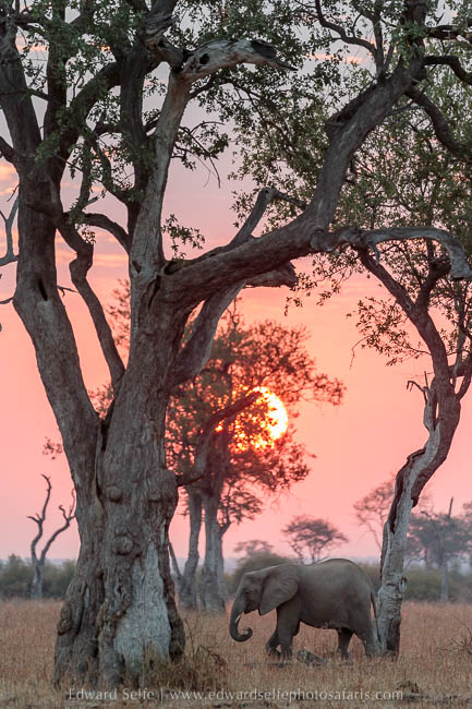 A backlit elephant at sunrise on photo safari with edward selfe in south luangwa national park.